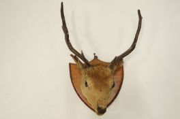 A taxidermy of a stag mounted on an oak shield.
