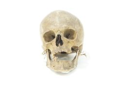 A Human skull, probably 19th century,