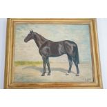 Madeleine Selfe Portrait of a bay horse standing Oil on board signed lower right 33cm x 43cm.