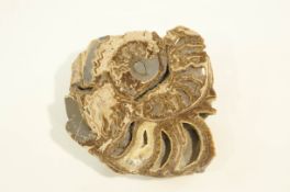 A polished ammonite, 28 cm diameter x 29cm high.