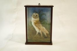 Taxidermy - montage of a barn owl amongst grasses in glazed case, 49cm x 34.