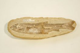 A fossilised fish, approx 90 million years old,