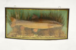 A cased montage of a large Barbel with reeds in a bow fronted case,