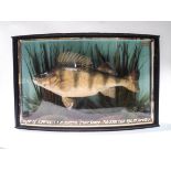 Taxidermy: A Perch by Cooper & Sons, in naturalistic setting,