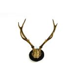 A set of eight point deer antlers,