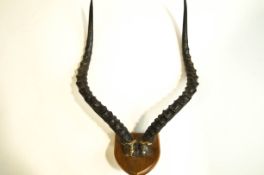 A set of mounted Impala horns,