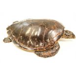 Taxidermy: A large turtle,