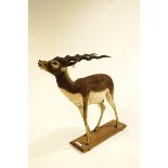 A full body taxidermy of a Blackbuck Antelope standing on a hardwood base, 103cm high,
