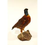 Taxidermy: An ornamental pheasant on a log base,