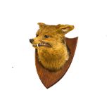 Taxidermy: A Fox head, mounted on an oak shield with paper label to the reverse,