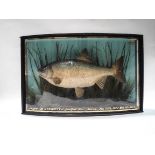 Taxidermy: A Roach by Cooper & Sons, in a naturalistic setting,