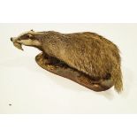 Taxidermy of an adult Badger with a mole, on naturalistic base,