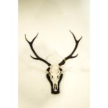 A set of mounted antlers and skull on a shaped oak shield
