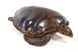 Taxidermy: A Green Turtle (Chelonia mydas), 94cm long,
