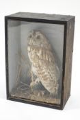 Taxidermy: A Victorian cased Tawny Owl,