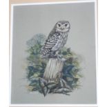 Peter S Britton (Contemporary British) An Owl at Rest Watercolour Signed lower left 28 x 23 cms