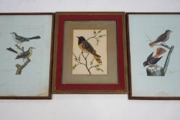 A pair of antique French bird prints, of Yellow Wagtails and Nightingales, 27.