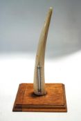 An early 20th Century thermometer inset into a tusk, on a rectangular mahogany base, overall 33.