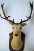 Taxidermy : A rare White Fallow Deer,