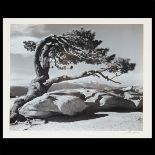 ANSEL ADAMS (American 1902-1984) "Jeffery Pine" Gelatin silver print mounted. 7 3/4 x 9 3/4