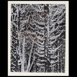 ANSEL ADAMS (American 1902-1984) "Forest Detail - Winter" Mounted gelatin silver print. 9 3/4 x 7