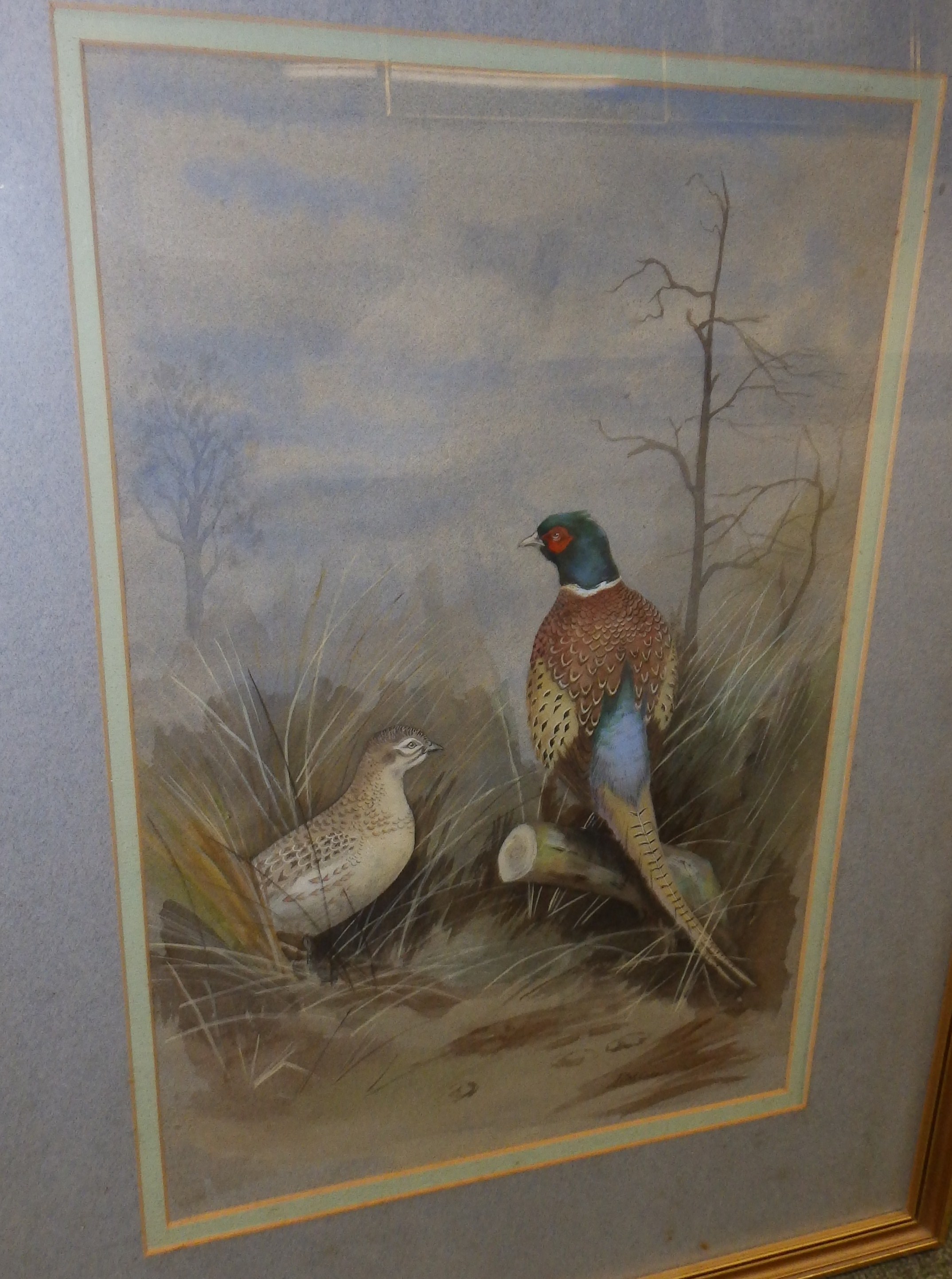 P. N. Collin – watercolour – pheasant, 16.5” x 11.5”