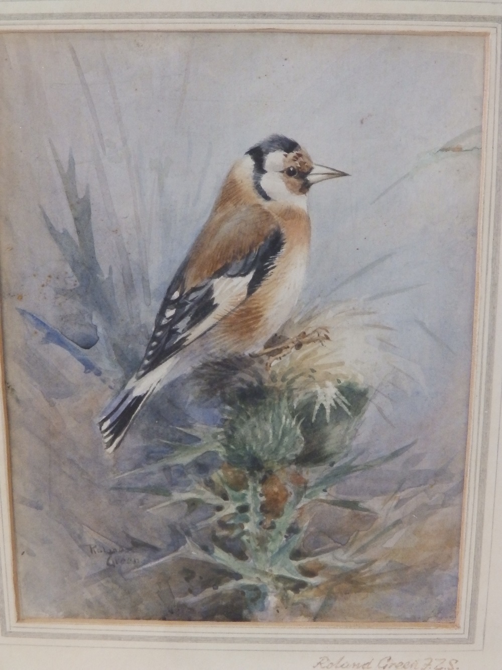 Roland Green (FZS) – watercolour – Goldfinch, 1923