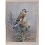 Roland Green (FZS) – watercolour – Goldfinch, 1923