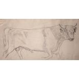 JEFFERY CAMP, R.A. [b.1923]. Bull. Pencil on 2 sheets of paper mounted on card. Signed Jeffery. 15 x