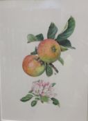 ROSANNE (ROSIE) SANDERS "Sunset", still life study of apple and blossom, watercolour, initialled,