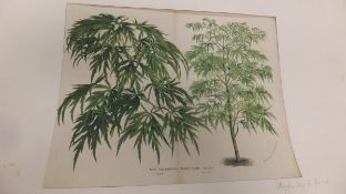 Two lithograph botanical studies