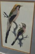 EARLY 20TH CENTURY ENGLISH SCHOOL "Exotic birds on branches", watercolour and feather studies,