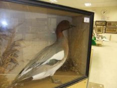 A stuffed and mounted Wigeon, in naturalistc setting, within a glass fronted display case,