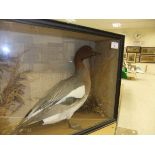 A stuffed and mounted Wigeon, in naturalistc setting, within a glass fronted display case,