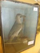 An early 20th Century stuffed and mounted Green Woodpecker, in naturalistic setting,