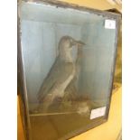 An early 20th Century stuffed and mounted Green Woodpecker, in naturalistic setting,