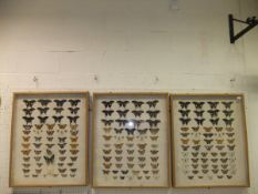 Three framed and glazed Butterfly displays containing various Swallowtail,