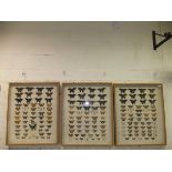 Three framed and glazed Butterfly displays containing various Swallowtail,