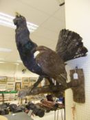 A stuffed and mounted Capercaillie,