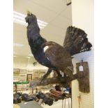 A stuffed and mounted Capercaillie,