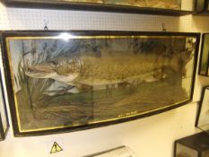 A stuffed and mounted Pike, in naturalistic setting,