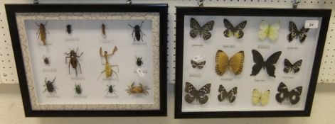 A cased set of Butterflies,