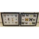 A cased set of Butterflies,