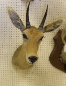 WITHDRAWN A stuffed and mounted Common Reed Buck head, No'd.