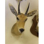 WITHDRAWN A stuffed and mounted Common Reed Buck head, No'd.
