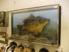 A stuffed and mounted Carp, in naturalistic setting,