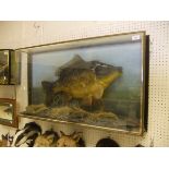 A stuffed and mounted Carp, in naturalistic setting,