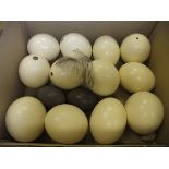 WITHDRAWN A box of assorted Ostrich / Emu egg shells,