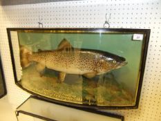 A stuffed and mounted Thames Trout, in naturalistic setting,