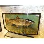 A stuffed and mounted Thames Trout, in naturalistic setting,